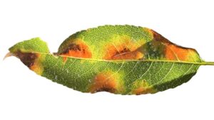 Why Almond Growers Need To Watch for Red Leaf Blotch