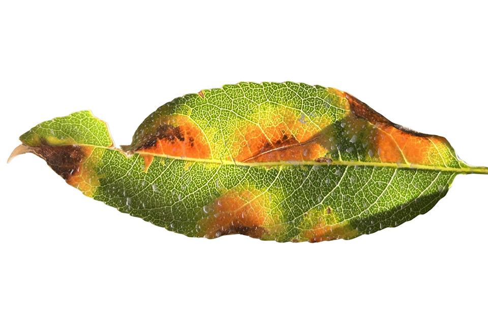 Why Almond Growers Need To Watch for Red Leaf Blotch