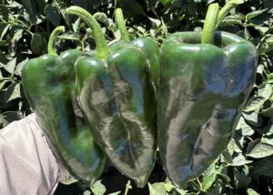 Walamo (Lark Seeds International, Osborne Quality Seeds)