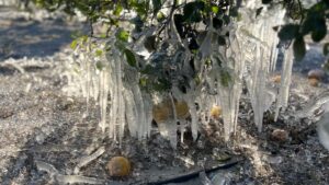 Southeast U.S. Produce Growers Tracking Damage After Big Chill [PHOTOS]