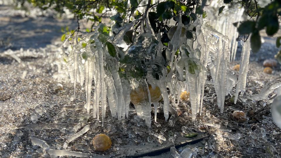 Southeast U.S. Produce Growers Tracking Damage After Big Chill [PHOTOS]