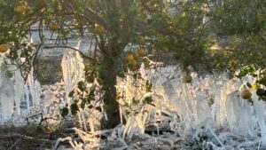 Cold Shock! Freeze Damage Estimates Massive for Florida Growers