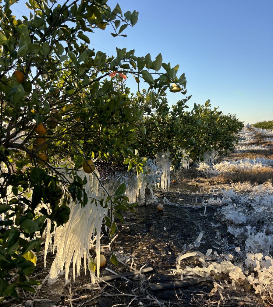 Frozen Florida citrus grove following a major freeze event