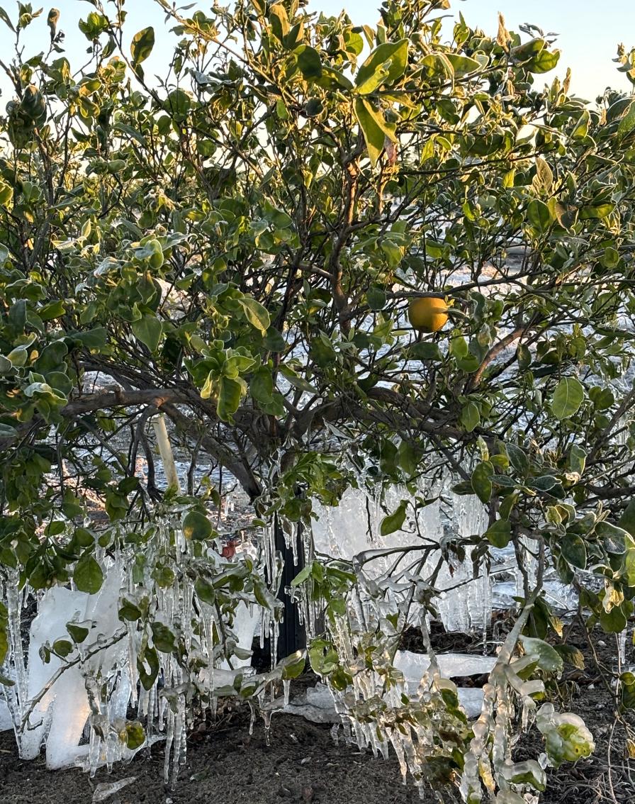 Freeze damage in Florida citrus grove