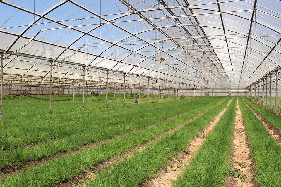 Protected crops at Jacobs Farm del Cabo