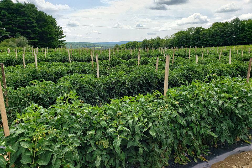 determinate tomato planting
