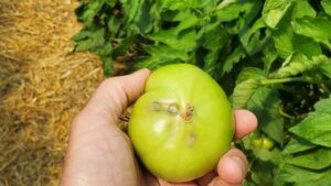 Rethinking Calcium, Potassium, and Timing in Growing Tomatoes