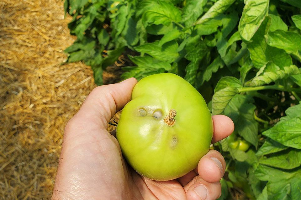 tomato blossom end rot symptoms