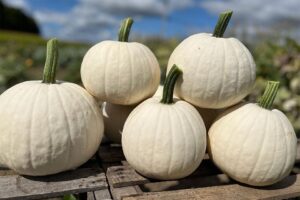 Ghost Town (Seneca Vegetable Research, Inc., Clifton Seed Company, Harris Seeds dba Garden Trends, Inc., SEEDWAY LLC)