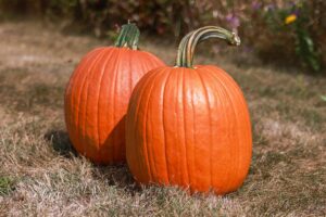 Karma F1 (Hybrid Seed Company, Harris Seeds dba Garden Trends, Inc.)