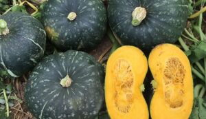 Sequoia (Earthwork Seeds, Gowan Seeds, Osborne Quality Seeds)