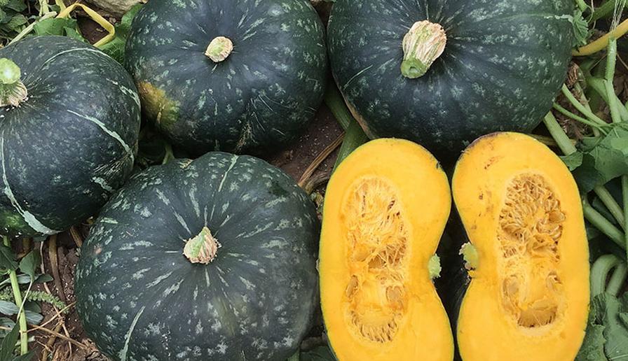 Sequoia (Earthwork Seeds, Gowan Seeds, Osborne Quality Seeds)