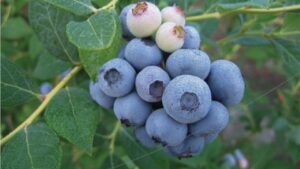 What To Know About the Magic of the Biloxi Blueberry