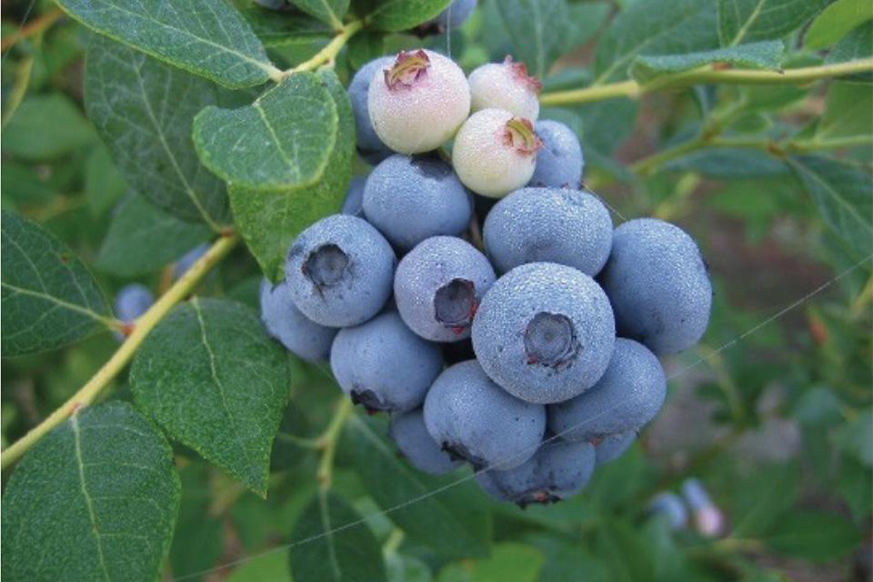 What To Know About the Magic of the Biloxi Blueberry