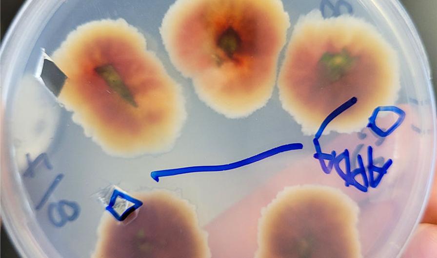 Petri culture of Fusarium