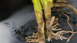 How To Better Manage Soilborne Pathogens in Vegetable Production
