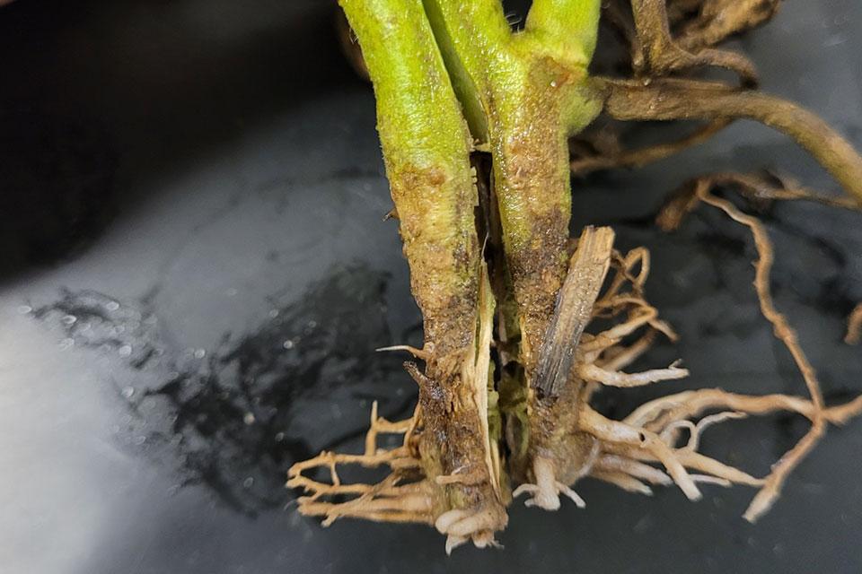 Symptoms of fusarium wilt of tomato