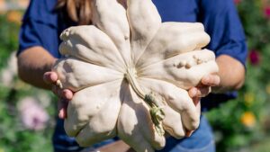 Pumpkin and Other Squash Varieties To Know and Grow