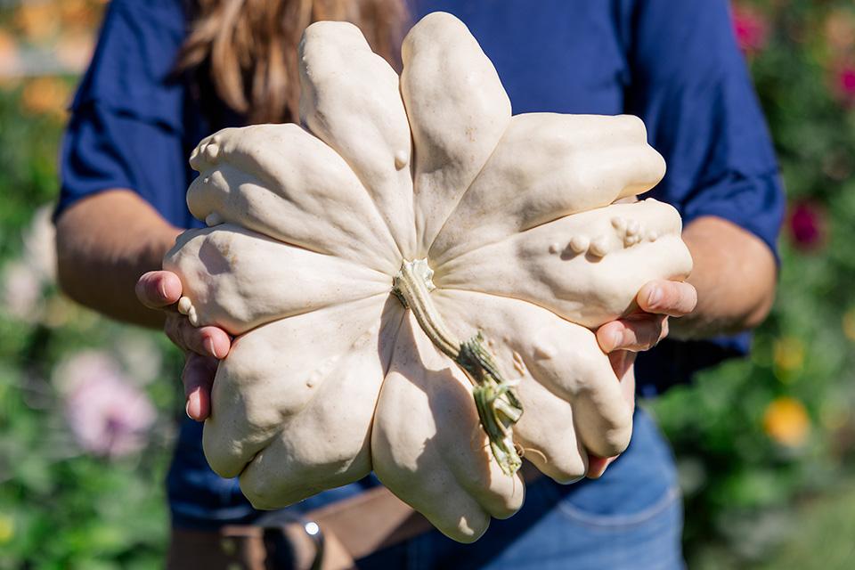 Pumpkin and Other Squash Varieties To Know and Grow