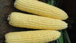 4974 VX (Illinois Foundation Seeds Inc. (IFSI), Osborne Quality Seeds)