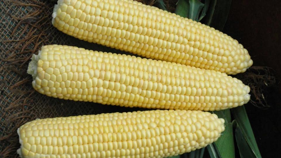 4974 VX (Illinois Foundation Seeds Inc. (IFSI), Osborne Quality Seeds)
