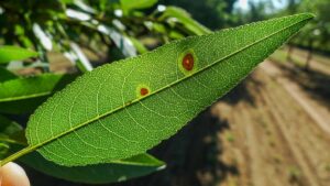 Expert Insight on Controlling Alternaria in Almond Orchards