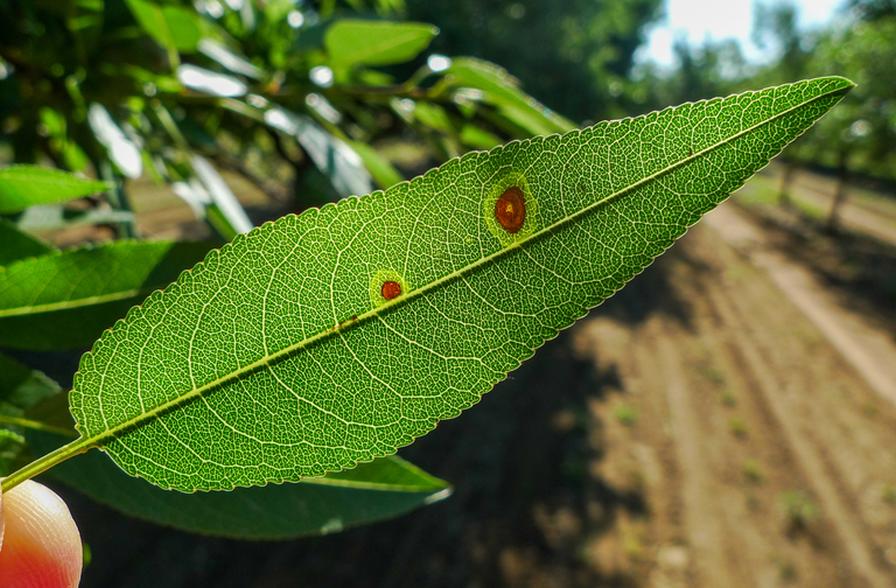 Expert Insight on Controlling Alternaria in Almond Orchards