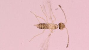Beneficial Wasps Emerge as New Allies in Controlling Invasive Leafhopper