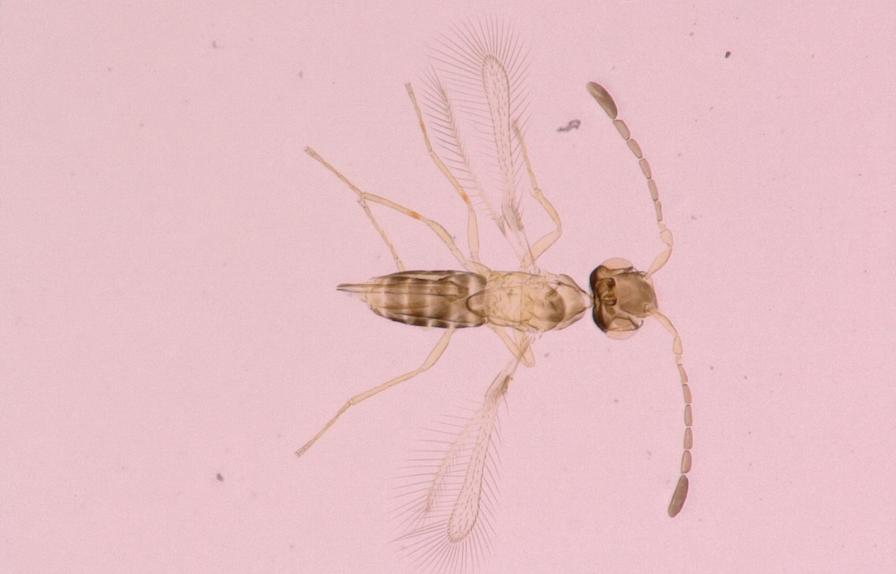 Beneficial Wasps Emerge as New Allies in Controlling Invasive Leafhopper