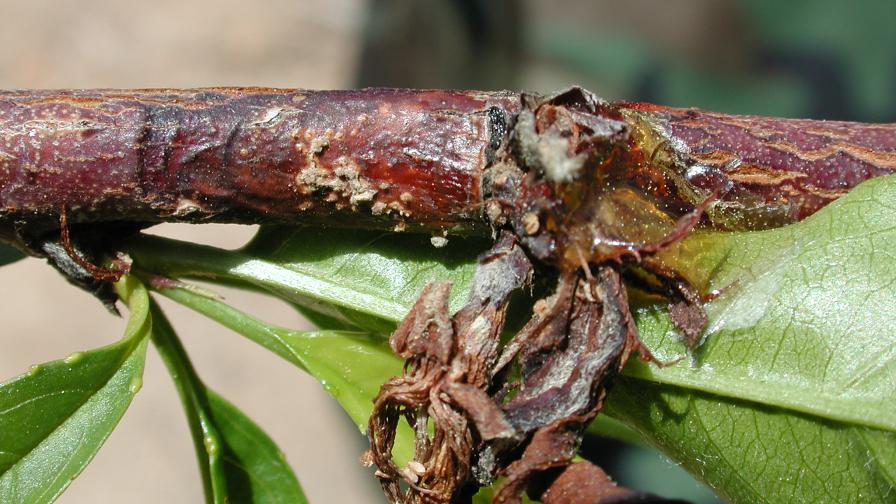 symptoms of blossom blight of peach