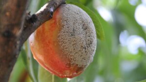Crop Protection Tools To Fight Blight in Peach Crops