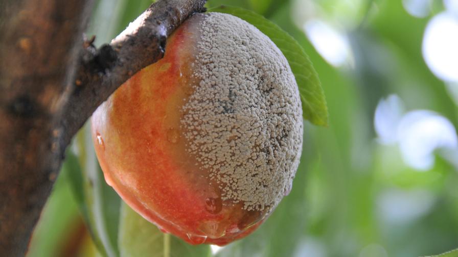 Crop Protection Tools To Fight Blight in Peach Crops