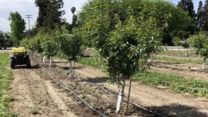 Increase harvest efficiency with better weed control in tree nut orchards