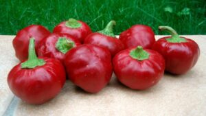 Cherry Supreme (Lark Seeds International, Stokes Seeds Inc.)