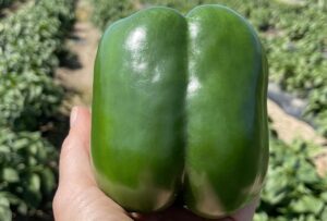 Chinook (Seminis Vegetable Seeds, Stokes Seeds Inc.)