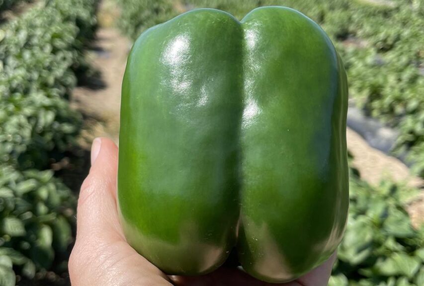 Chinook (Seminis Vegetable Seeds, Stokes Seeds Inc.)