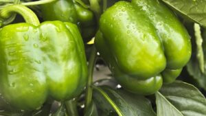 Cashout S10 (Sakata Seed America, Rupp Seeds)