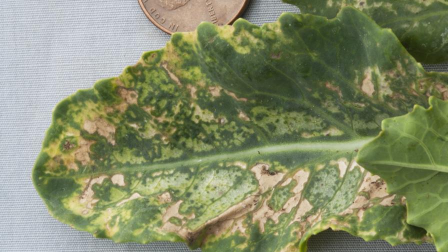 freeze damage on cauliflower leaf
