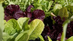 Researchers Focus in To Develop Disease-Resistant Lettuce Varieties
