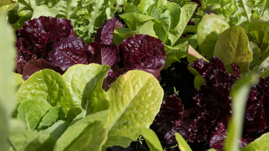 Researchers Focus in To Develop Disease-Resistant Lettuce Varieties