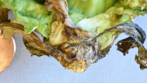 How To Distinguish Weather-Related Crop Injury From Disease