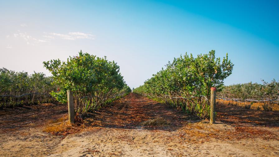 blueberry plantings at Marthedal Farms