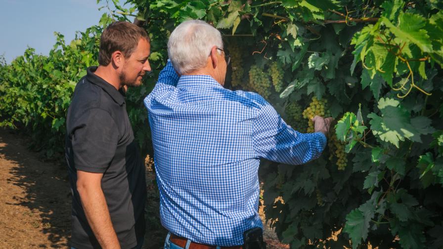 Jon and Eric Marthedal checking on raisin grapes