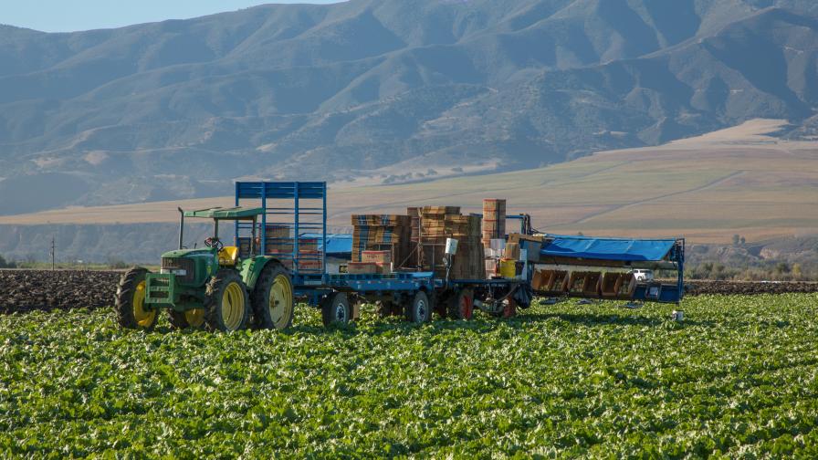 Why Trial and Error Is a Way of Life and Learning for Vegetable Growers