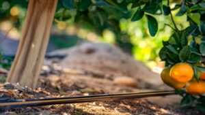 Marking 60 Years of Drip Irrigation Innovation