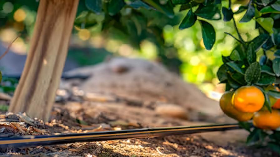 Marking 60 Years of Drip Irrigation Innovation