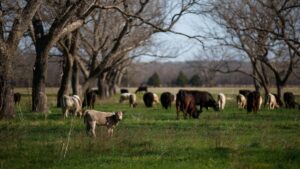 Silvopasture Finds New Ground in Modern Orchards