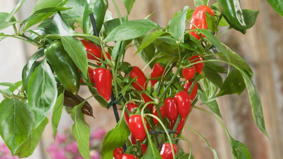 Pretty N Red (Seeds by Design)
