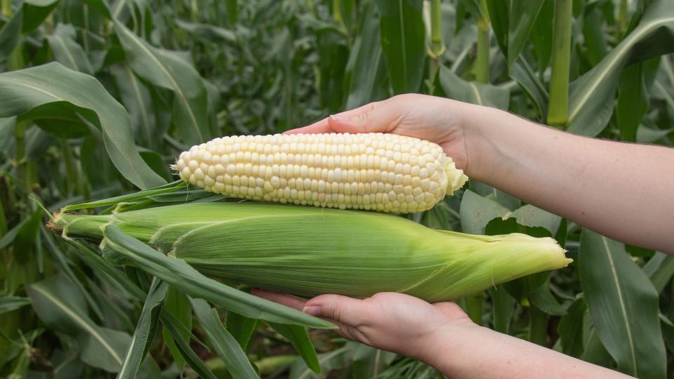 Standout Sweet Corn Varieties To Know and Grow Now