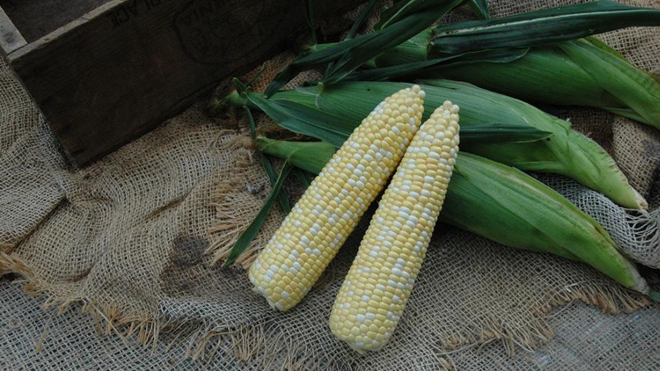 Superb MXR (Illinois Foundation Seeds Inc. (IFSI), Gowan Seed Company)